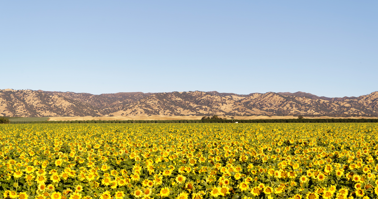 Thousands of bright yellow sunflowers turn their heads toward the sun in a field of sunflowers in Yolo County in California.